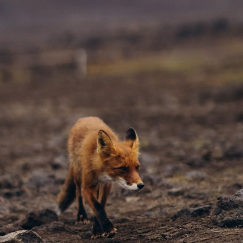 Океан впечатлений на Камчатке с фотографом: треккинги, спа, обед с видом на горы и ночь в глэмпинге
