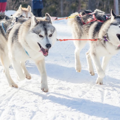 Долго будет Карелия сниться: тур по главным местам с заездом к Деду Морозу