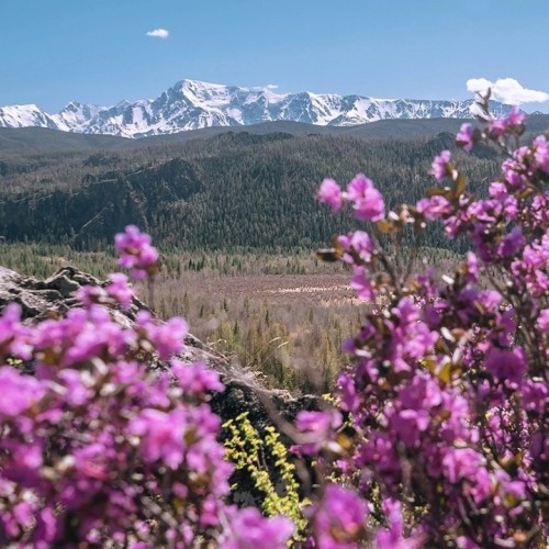 Майские праздники на Алтае: Чемал, Чуйский тракт, перевал Кату-Ярык и Телецкое озеро (мини-группа)