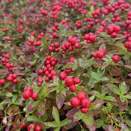 Экспресс-выезд в Териберку: гастрономия, северное сияние, главные места, хаски и олени