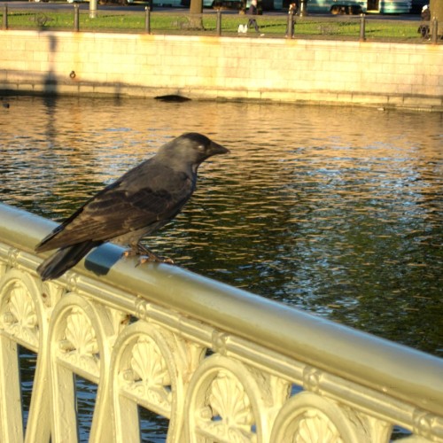 Загадки и контрасты Петропавловской крепости