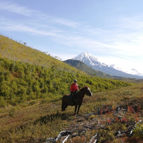На лошадях к Корякскому вулкану с палатками. Всё включено