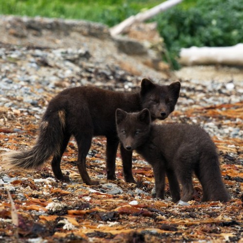 VIP-круиз с экспертами и музыкантами от Камчатки до Чукотки (всё включено)
