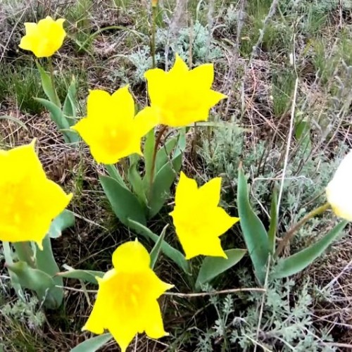 В Элисту из Волгограда на автобусе: вальс тюльпанов, этнопрограмма, мастер-классы и «Страна Бумба»