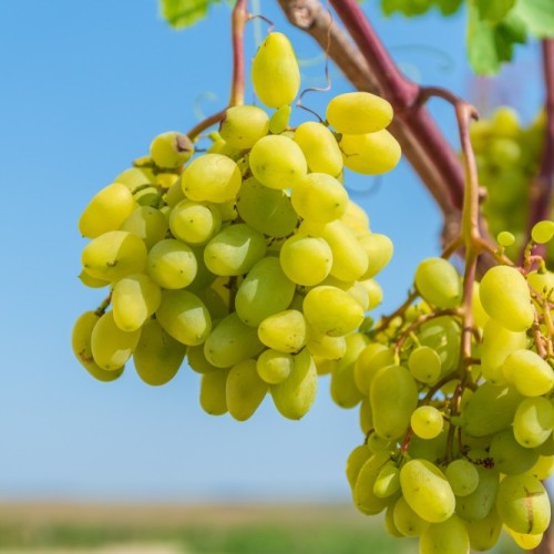 Вкусы черноморского побережья: винное путешествие по Сочи, Новороссийску, Геленджику, Анапе и Тамани