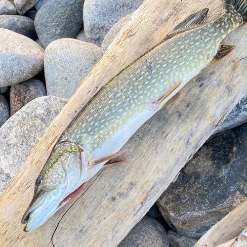 За трофеями на Байкал с местными: рыбалка с катера, катамарана и на реках