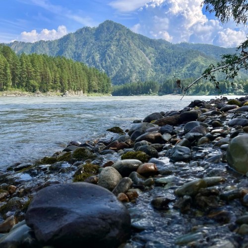 Лиловый наряд Алтая: путешествие по знаковым локациям и цветение маральника