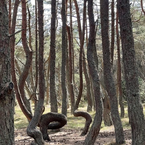 Уютное фотопутешествие на Куршскую косу — из Калининграда на машине