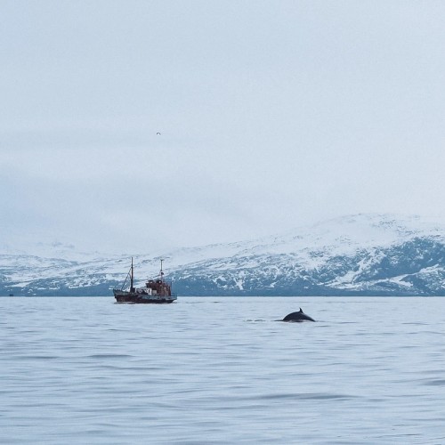 За атмосферой Арктики: тур из Мурманска в Териберку с дегустацией и прогулками по главным местам