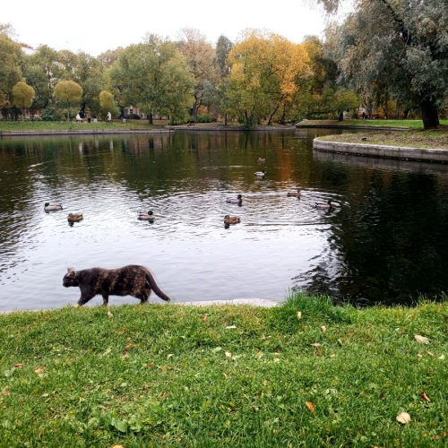 Жизнь и смерть Распутина: мобильный квест (16+)