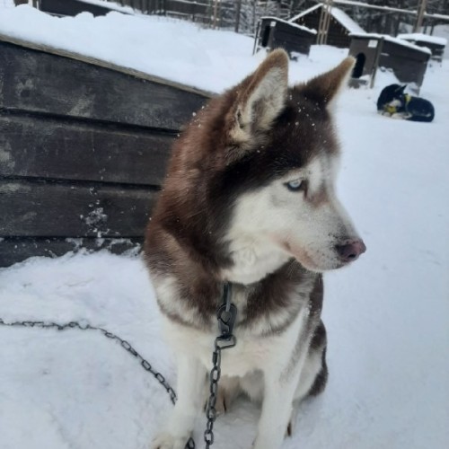 Выходные в Карелии с душой: из Санкт-Петербурга в Петрозаводск и весёлую деревню