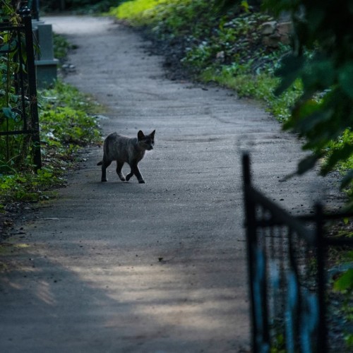 Нижегородский некрополь: Бугровское кладбище