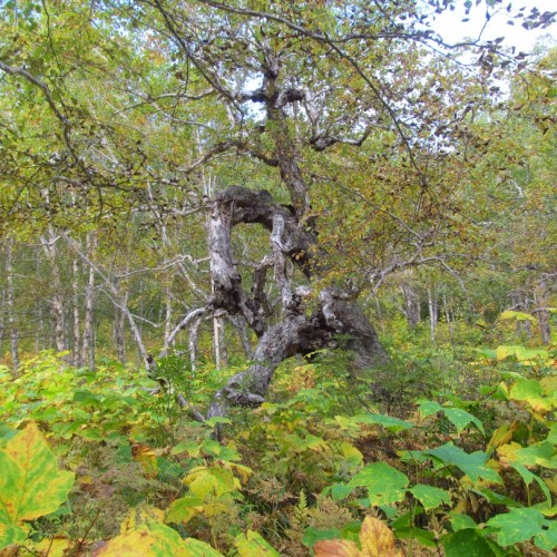 Большой поход с рюкзаками и палатками по Камчатке: вулканы, Тихий океан, термы и альпийские луга