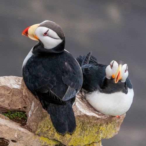 VIP-круиз с экспертами и музыкантами от Камчатки до Чукотки (всё включено)