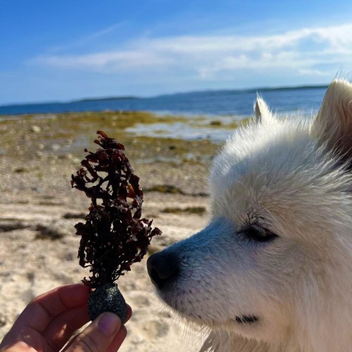Шёпот волн, арктические дали, поморские селения: перезагрузка на Терском берегу