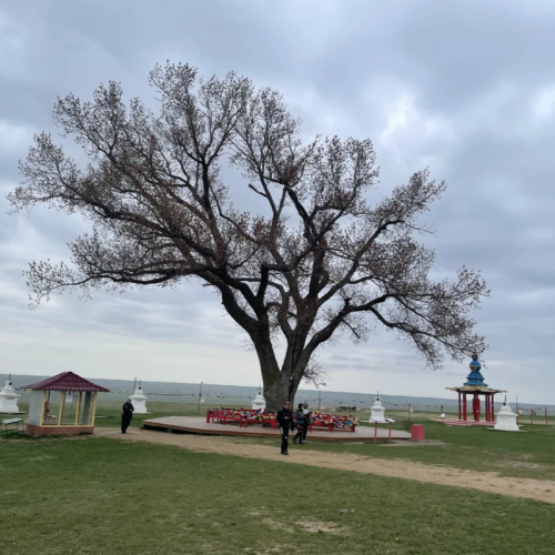Цветущие тюльпаны и буддийские святыни: из Волгограда в Элисту