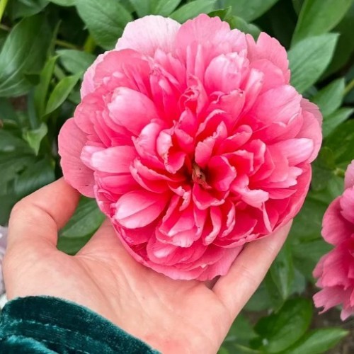 Вдохновение Алтая: ретрит в женской мини-группе с проживанием в уединённых домиках