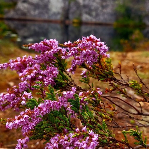 Персонально из Петербурга в тишину карельских земель: Старая Ладога, деревня Большая Сельга, Олонец