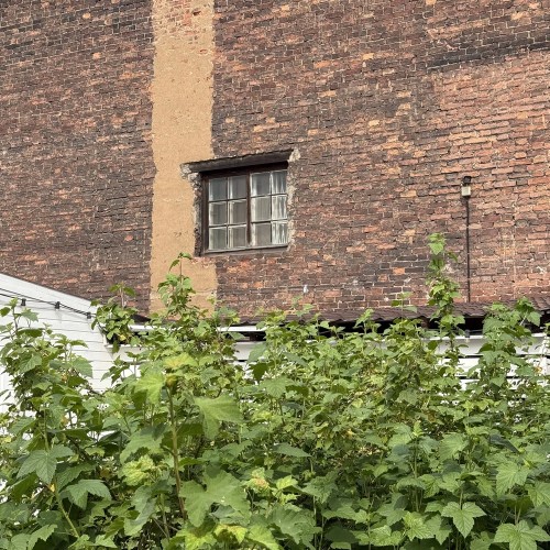 По Васильевскому с островитянином!