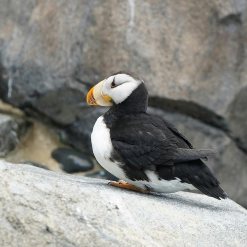 VIP-круиз с экспертами и музыкантами от Камчатки до Чукотки (всё включено)