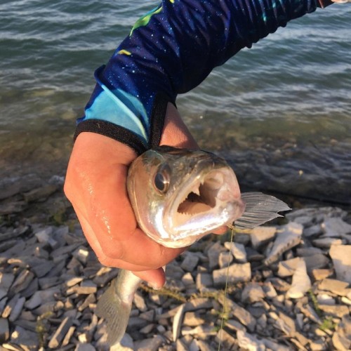 Прочь от рутины на приватную рыбалку в Дагестане: ловим окуня, судака и форель на Сулакском каньоне