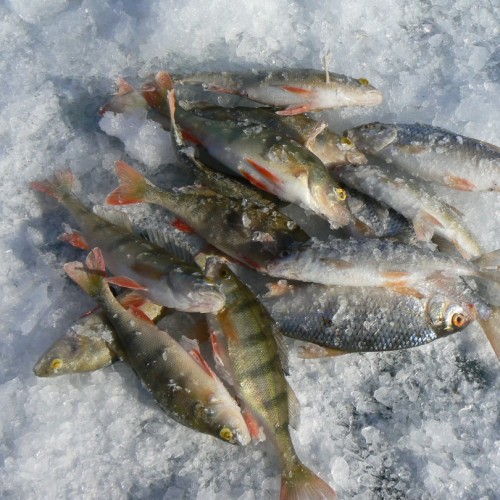 Царство льда: путешествие «всё включено» по главным достопримечательностям Байкала