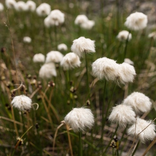 Комфорт-тур на Алтай с фотографом: полёт на вертолёте, парение и главные места (всё включено)