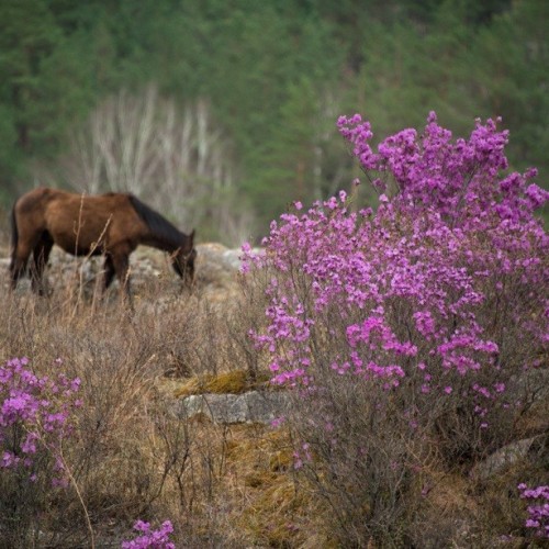 Лиловый наряд Алтая: путешествие по знаковым локациям и цветение маральника