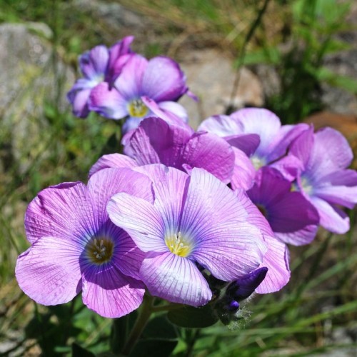 Треккинг налегке в Безенги с размещением в альплагере