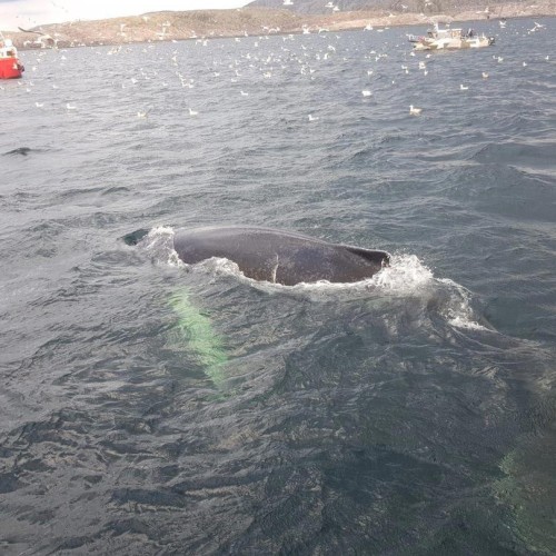 Зов Севера: Мурманск, Териберка, саамская деревня и прогулка по Баренцеву морю