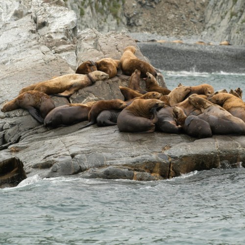 VIP-круиз с экспертами и музыкантами от Камчатки до Чукотки (всё включено)