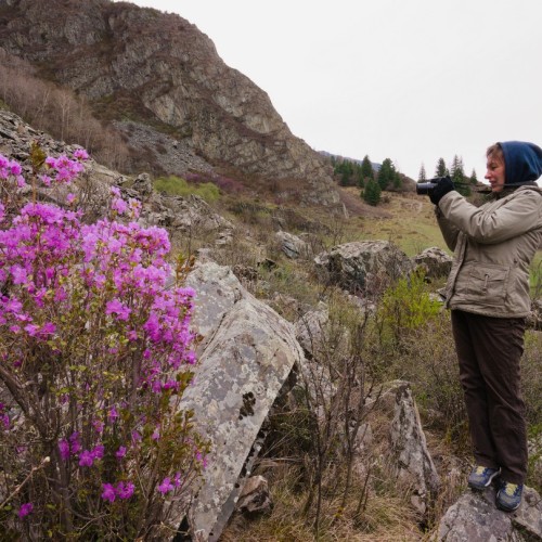 Майские на Алтае в сезон цветения маральника с ежедневными прогулками (всё включено)