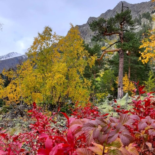Лёгкий треккинг в горах Домбая с комфортом