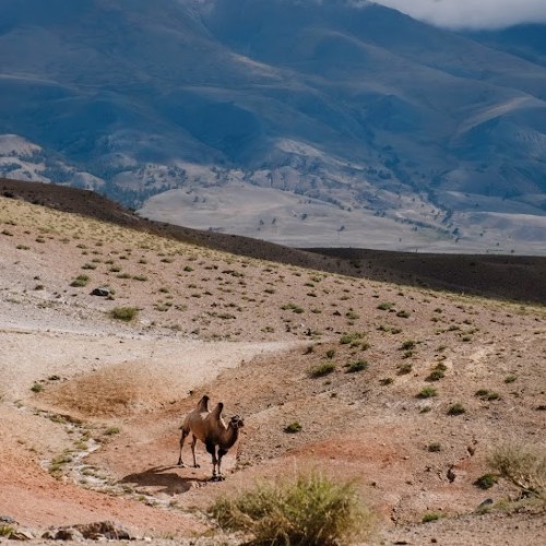 По Чуйскому тракту и перевалу Кату-Ярык с ветерком: трип на машине