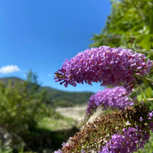 В гости к друиду: выходные в горной долине Шахе (мини-группа)