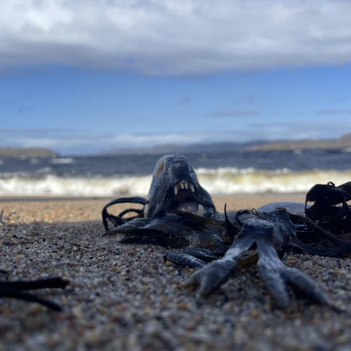 Своей компанией на Русский Север: Мурманск, Териберка, Кировск и саамы