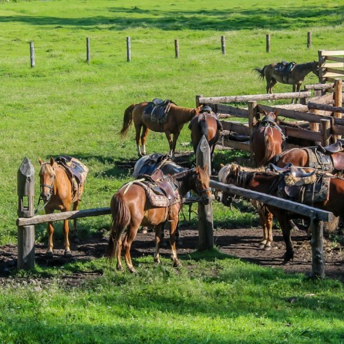 Конная прогулка вдоль горной реки Семы