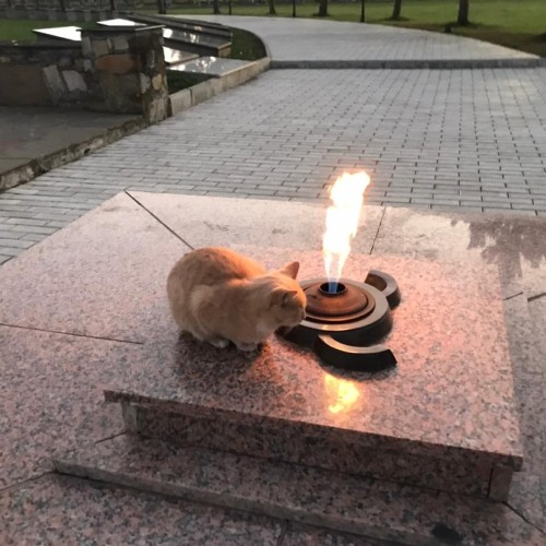 3 республики за 5 дней: Ингушетия, Осетия и Кабардино-Балкария