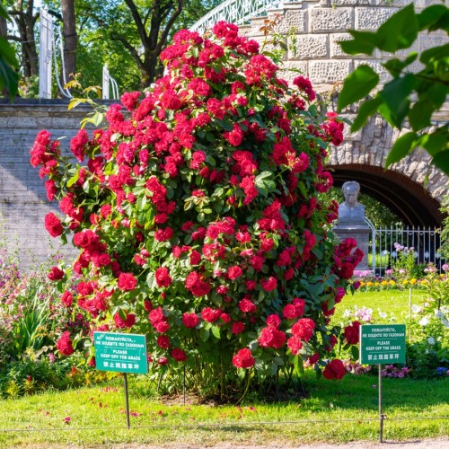 Царское Село и Павловск за 1 день (из Пушкина)