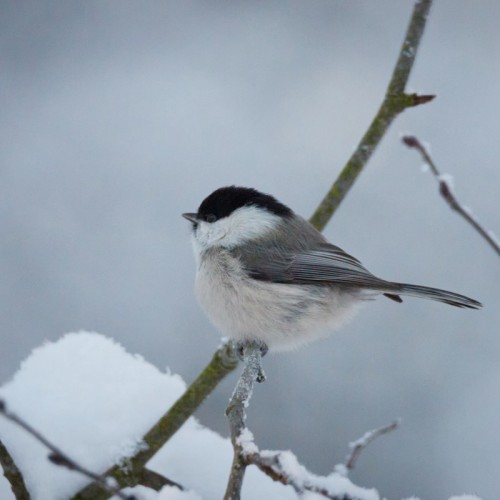 Птицы зимнего Петербурга