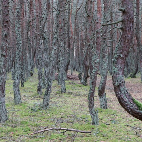 Экскурсия-фотосессия на Куршской косе