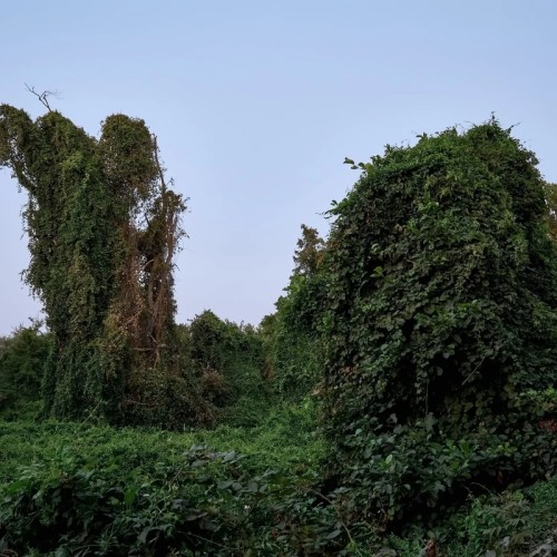 Самурский лиановый лес + экраноплан «Лунь»