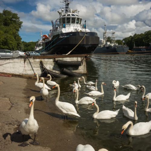 Калининградское наследие Восточной Пруссии: немецкая архитектура Раушена, Кёнигсберга, Пиллау