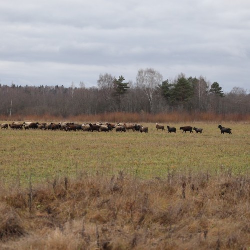 По тропам Торжокского района: пеший поход с рюкзаками