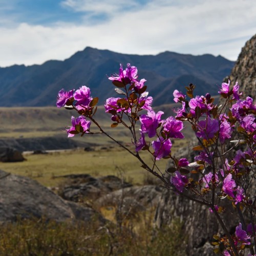 Нескучный Чуйский