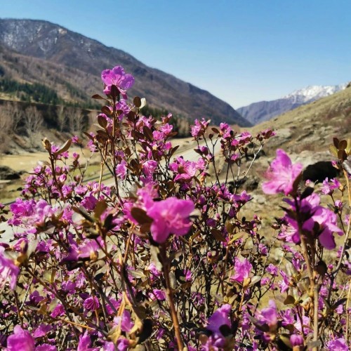 За пейзажами весеннего Алтая: цветение маральника