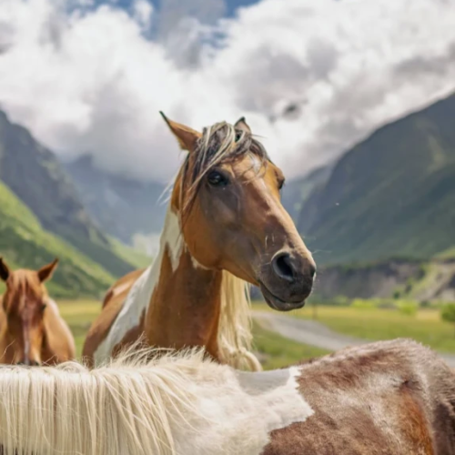 Осетинские выходные: уютный Владикавказ и впечатляющие ущелья