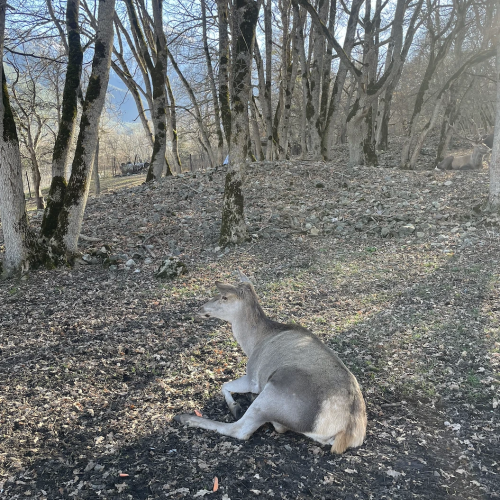 По Домбаю в мини-группе: горы, озеро Кара-Кёль и Тебердинский заповедник