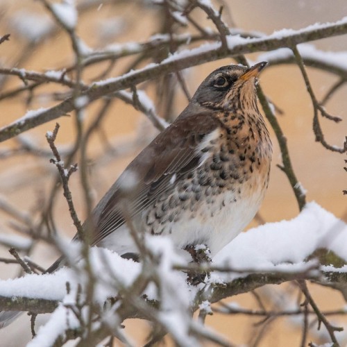 Птицы зимнего Петербурга