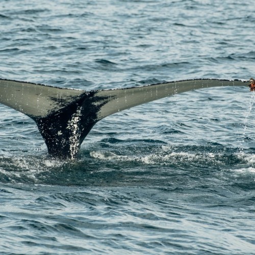 Выходные в Арктике в мини-группе: Мурманск, Кировск и Териберка
